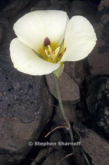 calochortus leichtlinii 5 graphic